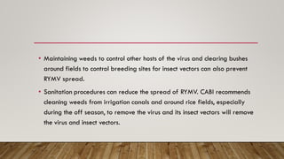 • Maintaining weeds to control other hosts of the virus and clearing bushes
around fields to control breeding sites for insect vectors can also prevent
RYMV spread.
• Sanitation procedures can reduce the spread of RYMV. CABI recommends
cleaning weeds from irrigation canals and around rice fields, especially
during the off season, to remove the virus and its insect vectors will remove
the virus and insect vectors.
 