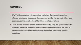 CONTROL
• RYMV will completely kill susceptible varieties; if detected, removing
infected plants and destroying them can prevent further spread. It has also
been reduce the application of fertiliser on infected plants.
• There are no chemical control methods to directly stop the spread of RYMV.
However, there are available insecticides to control vectors of the virus in
some countries; suitable chemicals vary depending on country specific
guidelines.
 