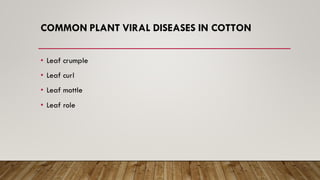 COMMON PLANT VIRAL DISEASES IN COTTON
• Leaf crumple
• Leaf curl
• Leaf mottle
• Leaf role
 