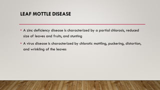 LEAF MOTTLE DISEASE
• A zinc deficiency disease is characterized by a partial chlorosis, reduced
size of leaves and fruits, and stunting
• A virus disease is characterized by chlorotic mottling, puckering, distortion,
and wrinkling of the leaves
 
