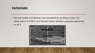 PATHOGEN
• The leaf mottle viral disease was transmitted by grafting to other XL.l
plants and to X1730 A and Domains Sakel, identical symptoms appearing
on all 3.
 