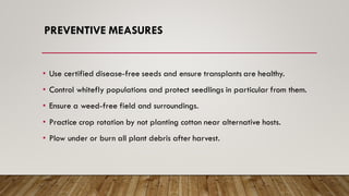 PREVENTIVE MEASURES
• Use certified disease-free seeds and ensure transplants are healthy.
• Control whitefly populations and protect seedlings in particular from them.
• Ensure a weed-free field and surroundings.
• Practice crop rotation by not planting cotton near alternative hosts.
• Plow under or burn all plant debris after harvest.
 