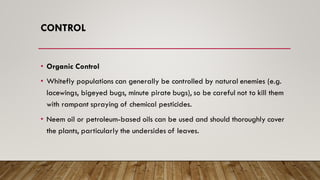 CONTROL
• Organic Control
• Whitefly populations can generally be controlled by natural enemies (e.g.
lacewings, bigeyed bugs, minute pirate bugs), so be careful not to kill them
with rampant spraying of chemical pesticides.
• Neem oil or petroleum-based oils can be used and should thoroughly cover
the plants, particularly the undersides of leaves.
 