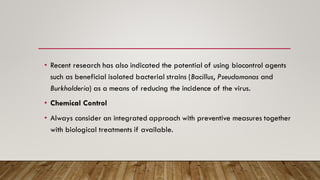 • Recent research has also indicated the potential of using biocontrol agents
such as beneficial isolated bacterial strains (Bacillus, Pseudomonas and
Burkholderia) as a means of reducing the incidence of the virus.
• Chemical Control
• Always consider an integrated approach with preventive measures together
with biological treatments if available.
 