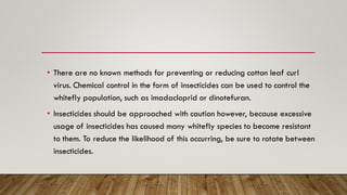 • There are no known methods for preventing or reducing cotton leaf curl
virus. Chemical control in the form of insecticides can be used to control the
whitefly population, such as imadacloprid or dinotefuran.
• Insecticides should be approached with caution however, because excessive
usage of insecticides has caused many whitefly species to become resistant
to them. To reduce the likelihood of this occurring, be sure to rotate between
insecticides.
 
