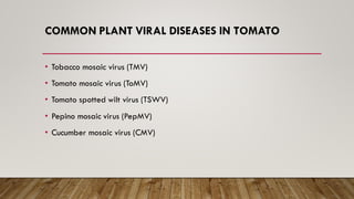 COMMON PLANT VIRAL DISEASES IN TOMATO
• Tobacco mosaic virus (TMV)
• Tomato mosaic virus (ToMV)
• Tomato spotted wilt virus (TSWV)
• Pepino mosaic virus (PepMV)
• Cucumber mosaic virus (CMV)
 