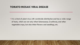 TOMATO MOSAIC VIRAL DISEASE
• It is a kind of plant virus with worldwide distribution and has a wide range
of hosts, which can not only infect Solanaceae, Cruciferae, and other
vegetable crops, but also infect flowers and seedlings, etc.
 