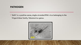 PATHOGEN
• ToMV is a positive-sense, single-stranded RNA virus belonging to the
Virgaviridae family, Tobamovirus genus.
 