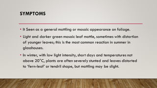 SYMPTOMS
• It Seen as a general mottling or mosaic appearance on foliage.
• Light and darker green mosaic leaf mottle, sometimes with distortion
of younger leaves; this is the most common reaction in summer in
glasshouses.
• In winter, with low light intensity, short days and temperatures not
above 20°C, plants are often severely stunted and leaves distorted
to ‘fern-leaf’ or tendril shape, but mottling may be slight.
 