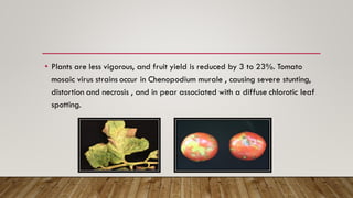 • Plants are less vigorous, and fruit yield is reduced by 3 to 23%. Tomato
mosaic virus strains occur in Chenopodium murale , causing severe stunting,
distortion and necrosis , and in pear associated with a diffuse chlorotic leaf
spotting.
 