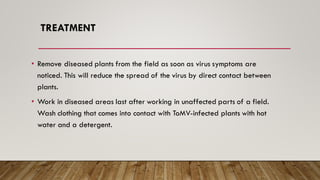 TREATMENT
• Remove diseased plants from the field as soon as virus symptoms are
noticed. This will reduce the spread of the virus by direct contact between
plants.
• Work in diseased areas last after working in unaffected parts of a field.
Wash clothing that comes into contact with ToMV-infected plants with hot
water and a detergent.
 