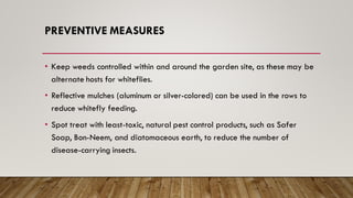 PREVENTIVE MEASURES
• Keep weeds controlled within and around the garden site, as these may be
alternate hosts for whiteflies.
• Reflective mulches (aluminum or silver-colored) can be used in the rows to
reduce whitefly feeding.
• Spot treat with least-toxic, natural pest control products, such as Safer
Soap, Bon-Neem, and diatomaceous earth, to reduce the number of
disease-carrying insects.
 