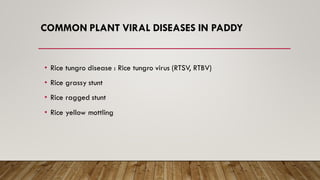 COMMON PLANT VIRAL DISEASES IN PADDY
• Rice tungro disease : Rice tungro virus (RTSV, RTBV)
• Rice grassy stunt
• Rice ragged stunt
• Rice yellow mottling
 