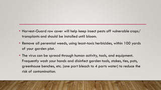 • Harvest-Guard row cover will help keep insect pests off vulnerable crops/
transplants and should be installed until bloom.
• Remove all perennial weeds, using least-toxic herbicides, within 100 yards
of your garden plot.
• The virus can be spread through human activity, tools, and equipment.
Frequently wash your hands and disinfect garden tools, stakes, ties, pots,
greenhouse benches, etc. (one part bleach to 4 parts water) to reduce the
risk of contamination.
 