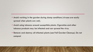 • Avoid working in the garden during damp conditions (viruses are easily
spread when plants are wet).
• Avoid using tobacco around susceptible plants. Cigarettes and other
tobacco products may be infected and can spread the virus.
• Remove and destroy all infected plants (see Fall Garden Cleanup). Do not
compost
 