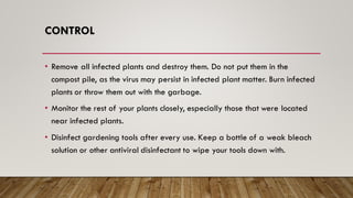 CONTROL
• Remove all infected plants and destroy them. Do not put them in the
compost pile, as the virus may persist in infected plant matter. Burn infected
plants or throw them out with the garbage.
• Monitor the rest of your plants closely, especially those that were located
near infected plants.
• Disinfect gardening tools after every use. Keep a bottle of a weak bleach
solution or other antiviral disinfectant to wipe your tools down with.
 