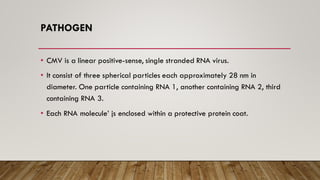 PATHOGEN
• CMV is a linear positive-sense, single stranded RNA virus.
• It consist of three spherical particles each approximately 28 nm in
diameter. One particle containing RNA 1, another containing RNA 2, third
containing RNA 3.
• Each RNA molecule’ js enclosed within a protective protein coat.
 