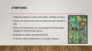SYMPTOMS
• Yellowish patches or green and yellow mottling on leave.
• Leaves curl downwards and are distorted and reduced in
size.
• Plants are stunted due to a shortening of the internodes
(lengths of stem between leaves.
• Reduction in yields and distorted fruit.
• In flowers white streaks known as ‘breaks’ appear.
 