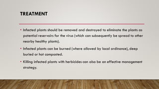TREATMENT
• Infected plants should be removed and destroyed to eliminate the plants as
potential reservoirs for the virus (which can subsequently be spread to other
nearby healthy plants).
• Infected plants can be burned (where allowed by local ordinance), deep
buried or hot composted.
• Killing infected plants with herbicides can also be an effective management
strategy.
 
