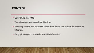 CONTROL
• CULTURAL METHOD
• There is no perfect control for this virus.
• Removing weeds and diseased plants from fields can reduce the chance of
infection.
• Early planting of crops reduce aphids infestation.
 