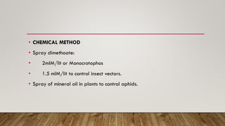 • CHEMICAL METHOD
• Spray dimethoate:
• 2mlM/lit or Monocrotophos
• 1.5 mlM/lit to control insect vectors.
• Spray of mineral oil in plants to control aphids.
 