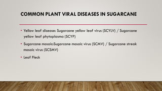 COMMON PLANT VIRAL DISEASES IN SUGARCANE
• Yellow leaf disease: Sugarcane yellow leaf virus (SCYLV) / Sugarcane
yellow leaf phytoplasma (SCYP)
• Sugarcane mosaic:Sugarcane mosaic virus (SCMV) / Sugarcane streak
mosaic virus (SCSMV)
• Leaf Fleck
 