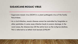 SUGARCANE MOSAIC VIRUS
• Sugarcane mosaic virus (SCMV) is a plant pathogenic virus of the family
Potyviridae.
• As a viral infection, mosaic disease cannot be controlled by fungicides or
other pesticides. In some cases infection leads to severe damage. In the
worst cases, the disease may kill the entire lawn as the turfgrass declines.
This is referred to as lethal viral necrosis (LVN).MV
 