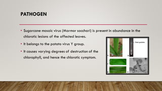 PATHOGEN
• Sugarcane mosaic virus (Marmor sacchari) is present in abundance in the
chlorotic lesions of the affected leaves.
• It belongs to the potato virus Y group.
• It causes varying degrees of destruction of the
chlorophyll, and hence the chlorotic symptom.
 