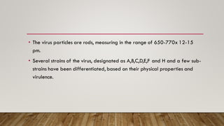 • The virus particles are rods, measuring in the range of 650-770x 12-15
pm.
• Several strains of the virus, designated as A,B,C,D,E,F and H and a few sub-
strains have been differentiated, based on their physical properties and
virulence.
 