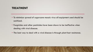 TREATMENT
• To minimize spread of sugarcane mosaic virus all equipment used should be
sanitized.
• Fungicides and other pesticides have been shown to be ineffective when
dealing with viral disease.
• The best way to deal with a viral disease is through plant host resistance.
 