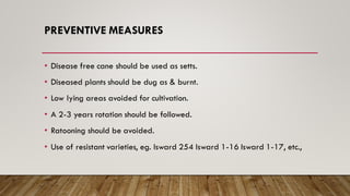 PREVENTIVE MEASURES
• Disease free cane should be used as setts.
• Diseased plants should be dug as & burnt.
• Low lying areas avoided for cultivation.
• A 2-3 years rotation should be followed.
• Ratooning should be avoided.
• Use of resistant varieties, eg. Isward 254 Isward 1-16 Isward 1-17, etc.,
 