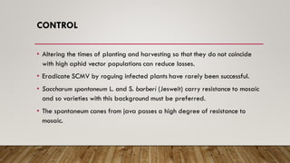CONTROL
• Altering the times of planting and harvesting so that they do not coincide
with high aphid vector populations can reduce losses.
• Eradicate SCMV by roguing infected plants have rarely been successful.
• Saccharum spontaneum L. and S. barberi (Jesweit) carry resistance to mosaic
and so varieties with this background must be preferred.
• The spontaneum canes from java posses a high degree of resistance to
mosaic.
 