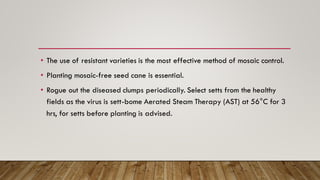 • The use of resistant varieties is the most effective method of mosaic control.
• Planting mosaic-free seed cane is essential.
• Rogue out the diseased clumps periodically. Select setts from the healthy
fields as the virus is sett-bome Aerated Steam Therapy (AST) at 56°C for 3
hrs, for setts before planting is advised.
 