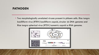 PATHOGEN
• Two morphologically unrelated viruses present in phloem cells. Rice tungro
bacilliform virus (RTBV) bacilliform capsid, circular ds DNA genome and
Rice tungro spherical virus (RTSV) isometric capsid ss RNA genome.
 