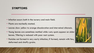 SYMPTOMS
• Infection occurs both in the nursery and main field.
• Plants are markedly stunted.
• Leaves show yellow to orange discoloration and interveinal chlorosis.
• Young leaves are sometimes mottled while rusty spots appear on older
leaves. Tillering is reduced with poor root system.
• Panicles not formed in very early infection, if formed, remain with few,
deformed and chaffy grains.
 