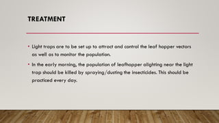 TREATMENT
• Light traps are to be set up to attract and control the leaf hopper vectors
as well as to monitor the population.
• In the early morning, the population of leafhopper alighting near the light
trap should be killed by spraying/dusting the insecticides. This should be
practiced every day.
 