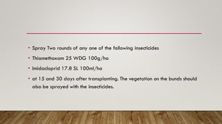 • Spray Two rounds of any one of the following insecticides
• Thiamethoxam 25 WDG 100g/ha
• Imidacloprid 17.8 SL 100ml/ha
• at 15 and 30 days after transplanting. The vegetation on the bunds should
also be sprayed with the insecticides.
 
