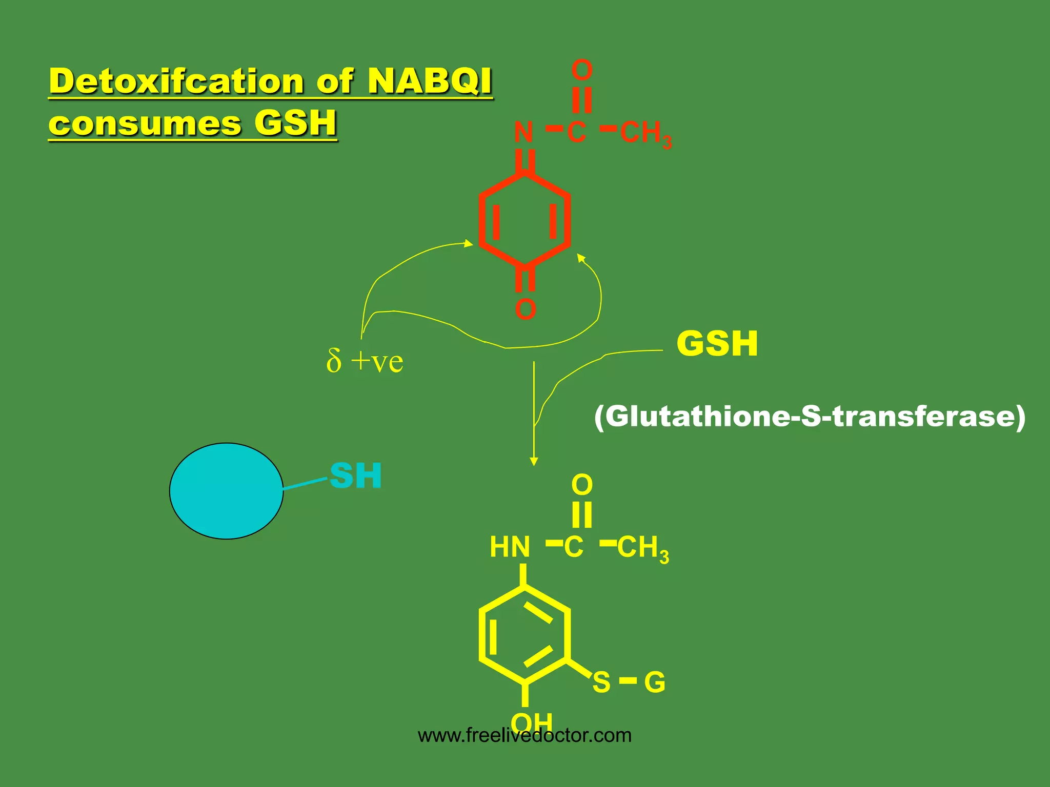 (Glutathione-S-transferase)
O
N C CH3
O
δ +ve
OH
HN C CH3
O
S G
GSH
SH
Detoxifcation of NABQI
consumes GSH
www.freelivedoctor.com
 
