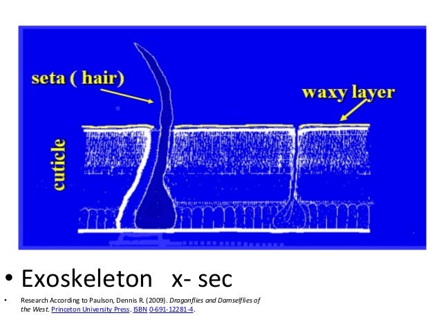 Image Result For Princeton Transfera Image Result For Princeton Transfera