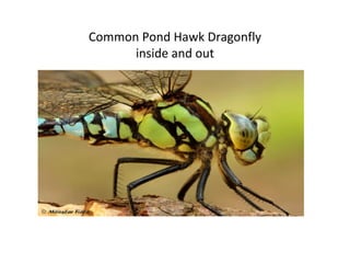 Common Pond Hawk Dragonfly
inside and out
 