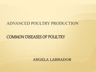 ADVANCED POULTRY PRODUCTION
COMMON DISEASES OF POULTRY
ANGELA LABRADOR
 