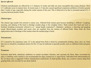 Species affected:
Chickens and pheasants are affected by L.T. chickens 14 weeks and older are more susceptible than young chickens. Most
L.T. outbreaks occur in manure hens. In recent years, L.T. has also caused significant respiratory problems in broilers greater
than 3 weeks of age, especially during the cooler seasons of the year. This is believed to be due to unwanted spread of L.T.
vaccines between poultry flocks.
Clinical signs:
The clinical sign usually first noticed is watery eyes. Affected birds remain quiet because breathing is difficult. Coughing,
sneezing, and shaking of the head to dislodge exudate plugs in the windpipe follow. Birds extend their head and neck to
facilitate breathing (commonly referred to as “ pump handle respiration”). Inhalation produces a wheezing and gurgling
sound. Blood-tinged exudates and serum clots are expelled from the trachea of affected birds. Many birds die from
asphyxiation due to blockage of the trachea when the tracheal plug is freed.
Transmission:
LT is spread by the respiratory route. LT is also spread from flock to flock by contaminated clothing, shoes, tires, etc. birds
that recover should be considered carriers for life. LT may be harbored in specially poultry such as exhibition birds and game
fowl.
Treatment:
Incinerate dead birds, administer antibiotics to control secondary infection, and vaccinate the flock. Mass vaccination by
spray or drinking water method is not recommended for large commercial or caged flocks. Individual bird administration by
the eye-drop route is suggested. Follow manufacturers instructions. In small poultry flocks, use a swab to remove plug from
gasping birds, and vaccinate by-eye-drop method.
 