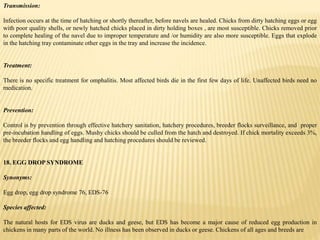 Transmission:
Infection occurs at the time of hatching or shortly thereafter, before navels are healed. Chicks from dirty hatching eggs or egg
with poor quality shells, or newly hatched chicks placed in dirty holding boxes , are most susceptible. Chicks removed prior
to complete healing of the navel due to improper temperature and /or humidity are also more susceptible. Eggs that explode
in the hatching tray contaminate other eggs in the tray and increase the incidence.
Treatment:
There is no specific treatment for omphalitis. Most affected birds die in the first few days of life. Unaffected birds need no
medication.
Prevention:
Control is by prevention through effective hatchery sanitation, hatchery procedures, breeder flocks surveillance, and proper
pre-incubation handling of eggs. Mushy chicks should be culled from the hatch and destroyed. If chick mortality exceeds 3%,
the breeder flocks and egg handling and hatching procedures should be reviewed.
18. EGG DROP SYNDROME
Synonyms:
Egg drop, egg drop syndrome 76, EDS-76
Species affected:
The natural hosts for EDS virus are ducks and geese, but EDS has become a major cause of reduced egg production in
chickens in many parts of the world. No illness has been observed in ducks or geese. Chickens of all ages and breeds are
 