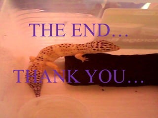 THE END…
THANK YOU…
 
