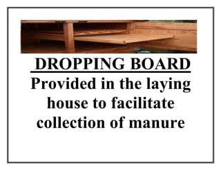 DROPPING BOARD
Provided in the laying
house to facilitate
collection of manure
 