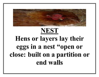 NEST
Hens or layers lay their
eggs in a nest “open or
close: built on a partition or
end walls
 