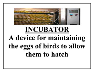 INCUBATOR
A device for maintaining
the eggs of birds to allow
them to hatch
 