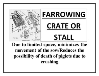 Due to limited space, minimizes the
movement of the sow/Reduces the
possibility of death of piglets due to
crushing
FARROWING
CRATE OR
STALL
 