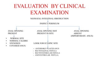 EVALUATION BY CLINICAL
EXAMINATION
NEONATAL INTESTINAL OBSTRUCTION
INSPECT PERINEUM
ANAL OPENING ANAL OPENING NOT ANAL OPENING
PRESENT PRESENT IN SITU ABSENT
(IMPERFORATE ANUS)
• NORMAL SITE
• NORMAL CALIBRE
• STENOSED LOOK FOR ECTOPIC SITE
• COVERED ANUS.
- ANTERIORLY PLACED ANUS
- RECTOVAGINAL FISTULA
- RECTOVESTIBULAR FISTULA
- ANOVESTIBULAR FISTULA.
 