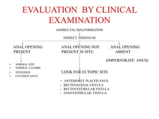 EVALUATION BY CLINICAL
EXAMINATION
ANORECTAL MALFORMATION
INSPECT PERINEUM
ANAL OPENING ANAL OPENING NOT ANAL OPENING
PRESENT PRESENT IN SITU ABSENT
(IMPERFORATE ANUS)
• NORMAL SITE
• NORMAL CALIBRE
• STENOSED LOOK FOR ECTOPIC SITE
• COVERED ANUS.
- ANTERIORLY PLACED ANUS
- RECTOVAGINAL FISTULA
- RECTOVESTIBULAR FISTULA
- ANOVESTIBULAR FISTULA.
 